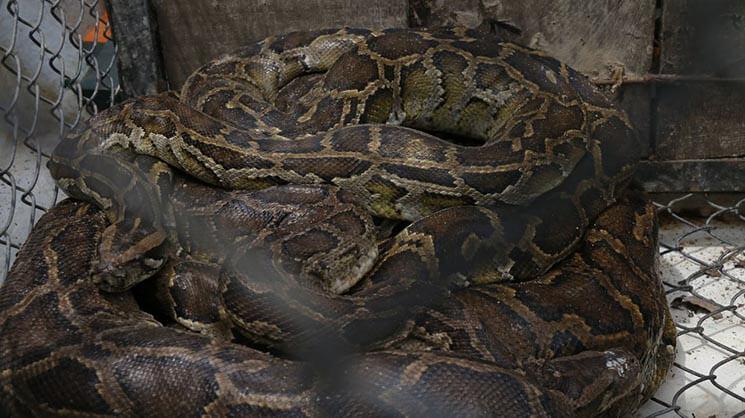 python Cambogiens Phnom Tamao Zoo Facebook.