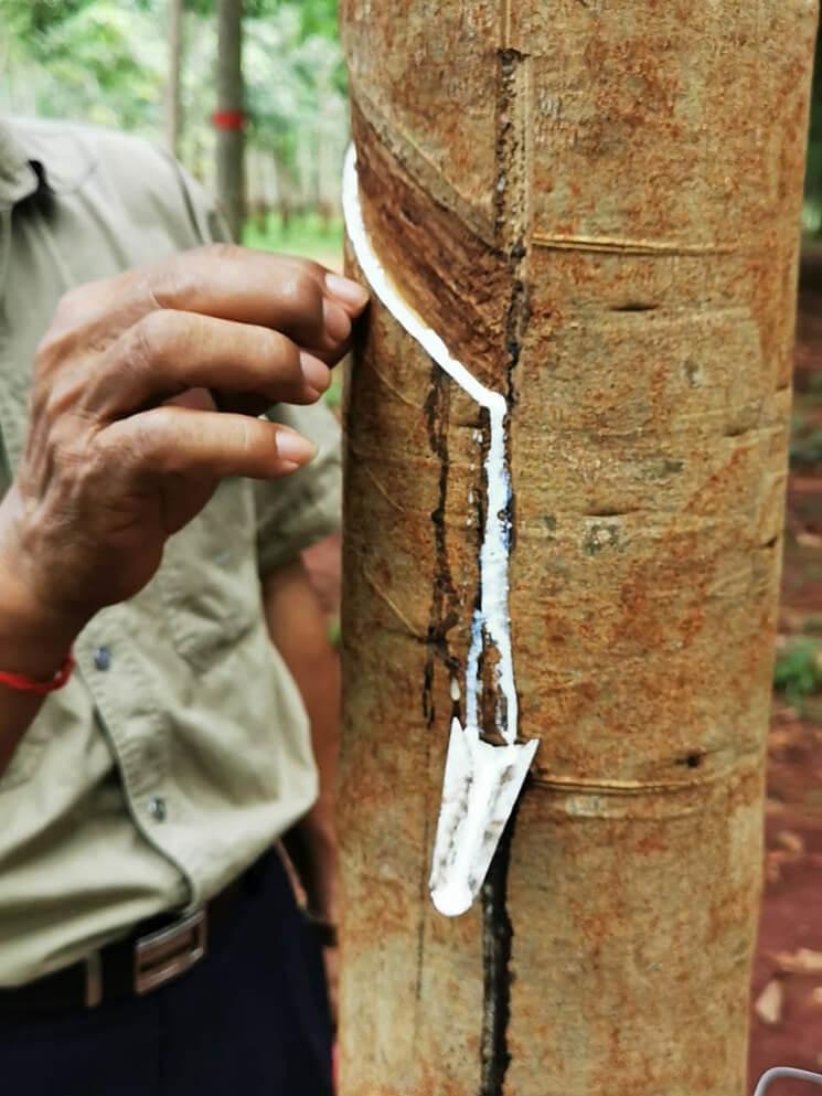 recolte sève hévéa