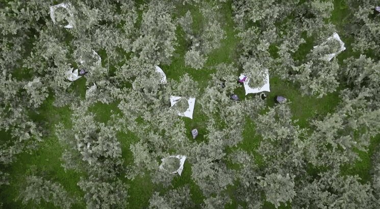 Récolte traditionnelle de noisettes à Trabzon, produit phare des exportations agricoles turques en 2024