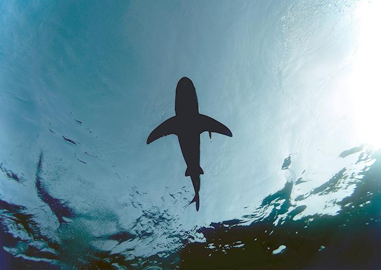 le requin un aminal marin de nouvelle calédonie