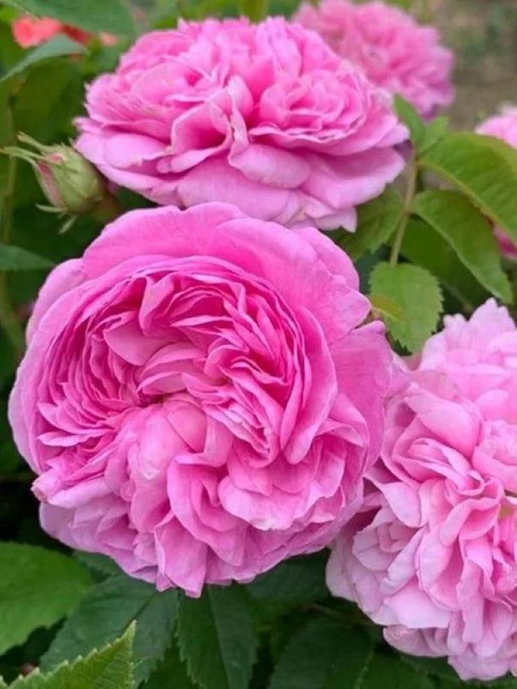 Roses en pleine floraison à Isparta pendant la saison de récolte