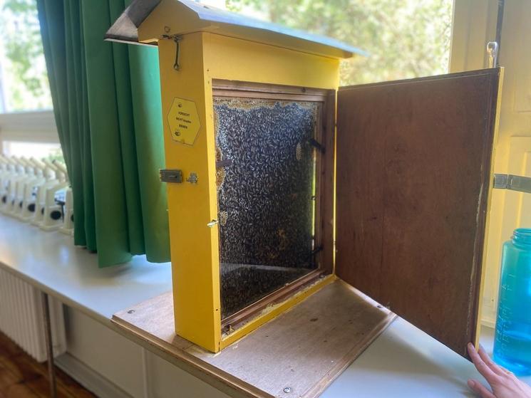 Une ruche posée au bord d'une fenêtre dans une salle de classe, où on peut observer les abeilles.