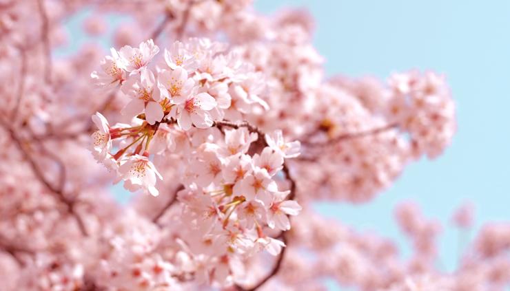 sakura tokyo