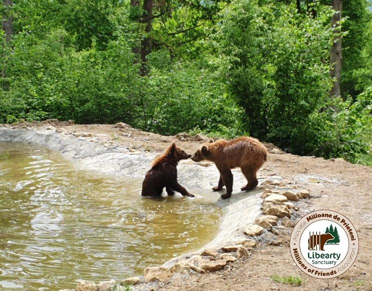 sanctuaire-ours-zarnesti-roumanie