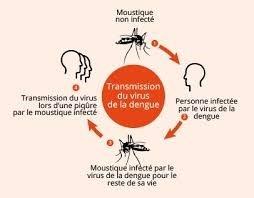 schéma de contamination de dengue