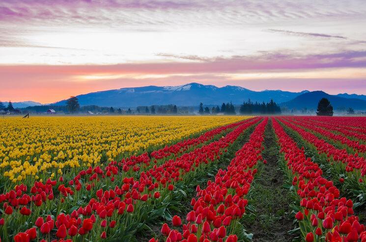Skagit Valley, États-Unis