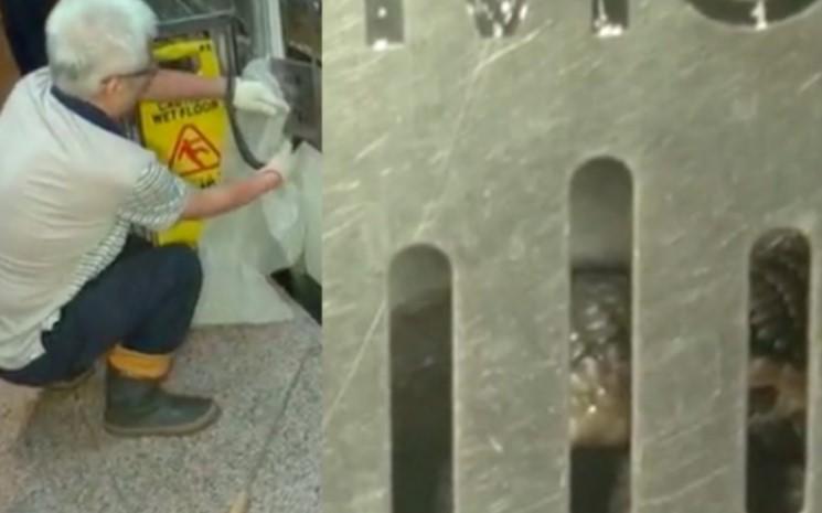 serpent dans boite aux lettres à Hong Kong