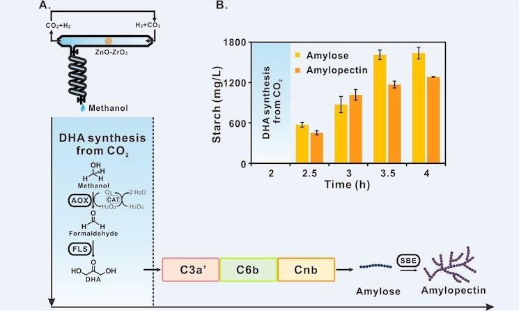 Synthèse de l'amidon