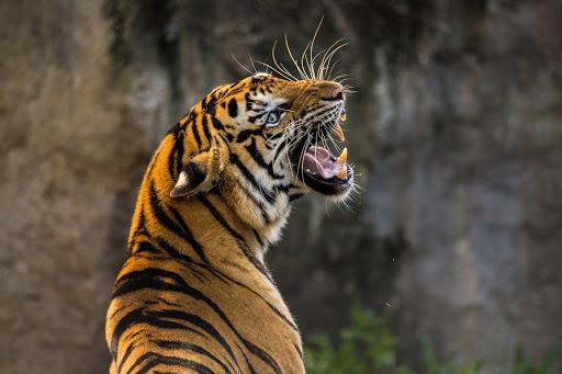 tigres sauvages en Inde menacés par le covid
