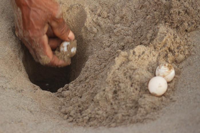 tortue a carapasse molle Phal Sophanith Photo WCS-Cambodia