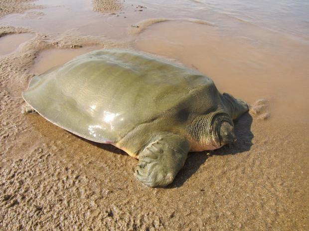 tortue a carapasse molle Phal Sophanith Photo WCS-Cambodia