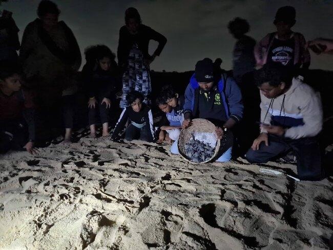 Bébés tortues relâchés vers l'océan. Photo : Rachel Matalon