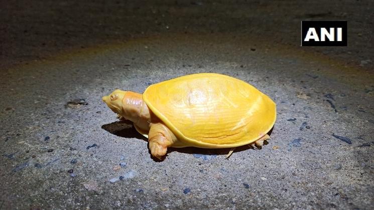 tortue jaune albinos découverte en Inde cette année