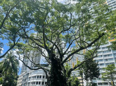 un Arbre a pluie dans le parc Kim Pong - Tiong Bahru.