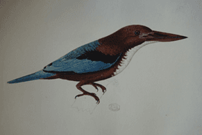 Pierre-Médard Diard, Alfred Duvaucel