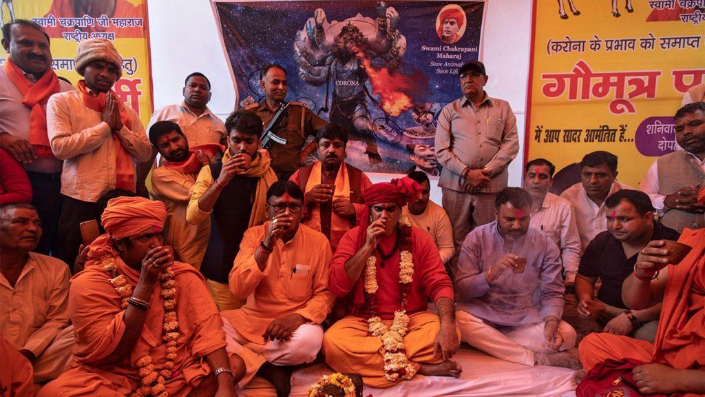 remède urine vache inde