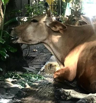 Une vache broutant dans la rue à Pondichéry