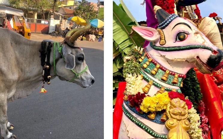 Des vaches décorées pour Pongal