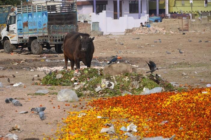 Une vache devant un tas de fleurs pourries à Jaipur