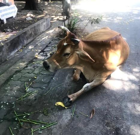 Vache dormant dans la rue à Pondichéry