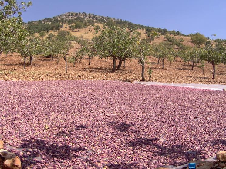 Verger familial de pistachiers à Gaziantep, Turquie, avec récolte artisanale au sol