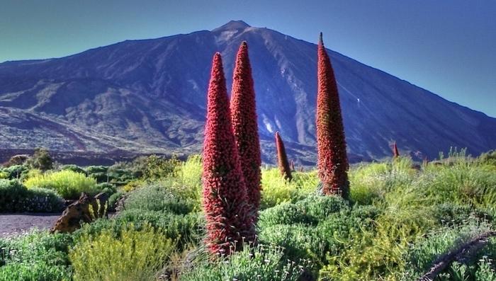 des fleurs rouges en premier plan et derrière le volcan