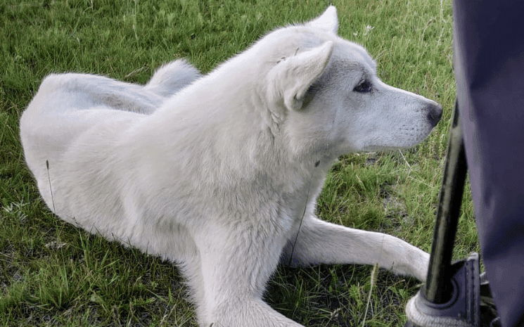 Un chien errant en Mongolie, qui s'est attaché au groupe de voyageurs