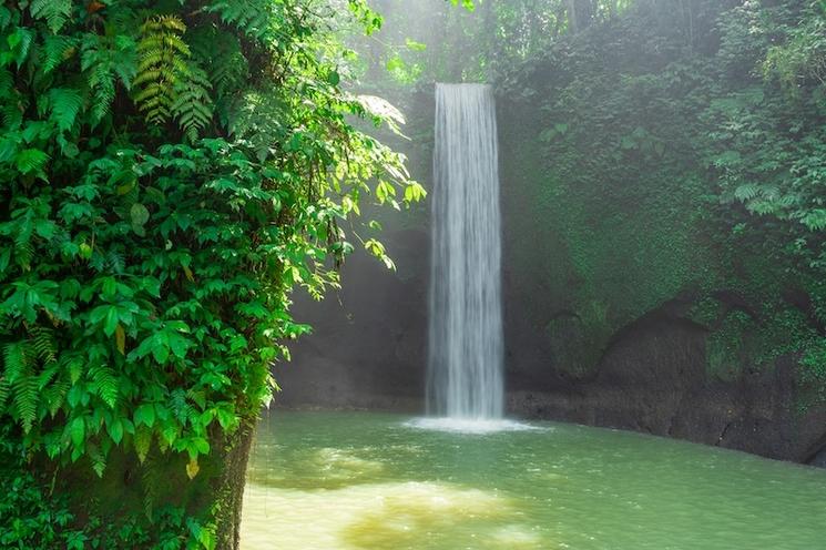 un arbre feuillu au premier plan avec en arrière plan une cascade qui s'écoule dans un bassin naturel