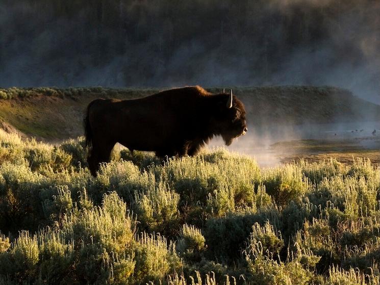 parc national de Yellowstone, parmi les sites unesco aux etats unis