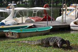 monitor_lizard_lumpini_dr_250