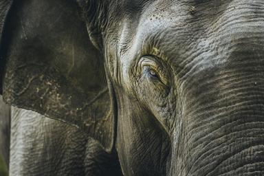 Elephant Birmanie