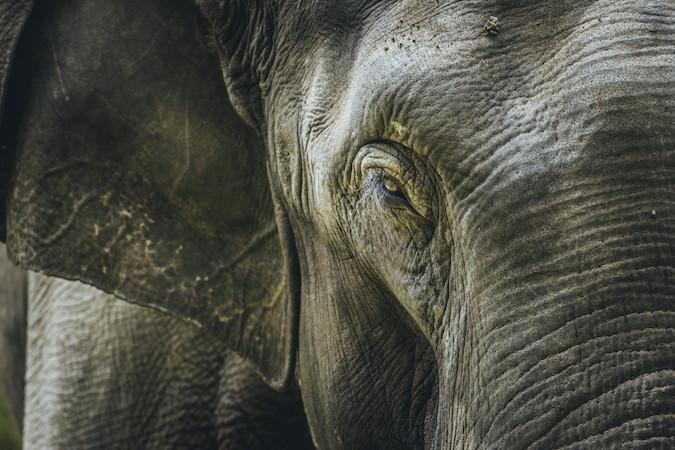 Elephant Birmanie