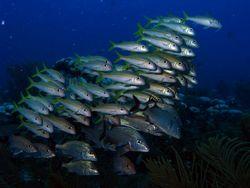 Marcelo Valle (photo aimablement prêtée par l'inspecteur de plongee)