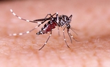 dengue-MOUSTIQUES AEDES AEGYPTI (Pixabay) 