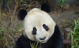 un panda 