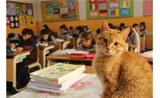 chat mascotte école istanbul turquie