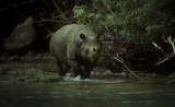 Javan Rhino (Rhinoceros sondaicus) on Cigenter River - Ujungkulon - West Java - 20 copy copy