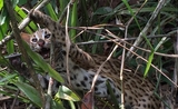 chat-leopard-piege