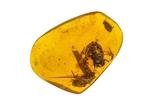 Des grenouilles âgées de 100 millions d’années piégées dans de l’ambre
