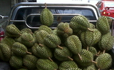 Durian dans l'espace