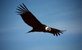 condor intoxication carbo furan espèce en voie de disparition pesticide andes andin