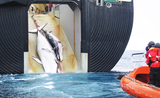 baleine-japon-scientifique-massacre