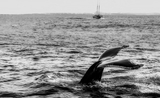 L'Australie s’oppose à tout assouplissement du moratoire sur la chasse à la baleine