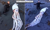 calamar géant Wellington