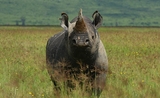 Trafiquant thailandais de Rhinoceros