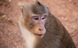 macaque_cambodge