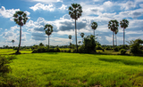 riz_riziere_cambodge