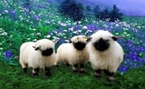 Nez Noir du Valais Nouvelle Race moutons en NZ