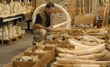 Trafic ivoire Thailande