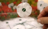 Withe poppy - remembrance day - london